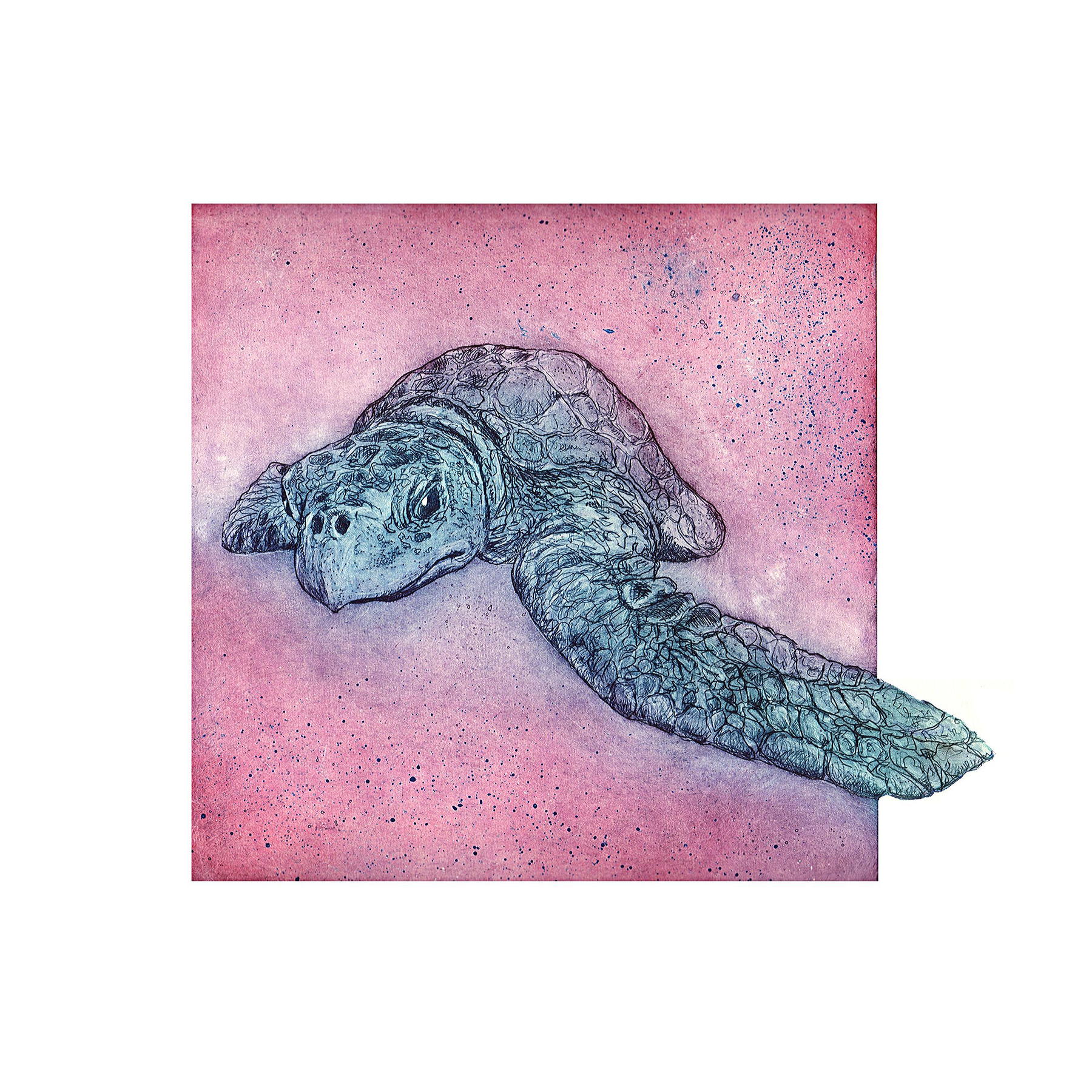 Schildkroete Lila (Radierung Auf Papier 50 x 50 cm) Schildkroete Lila (Radierung Auf Papier 50 x 50 cm)