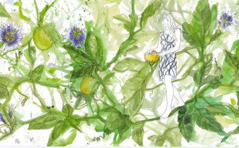 Passionsblüte Gomera, Aquarell 2018, 40 x 100 cm