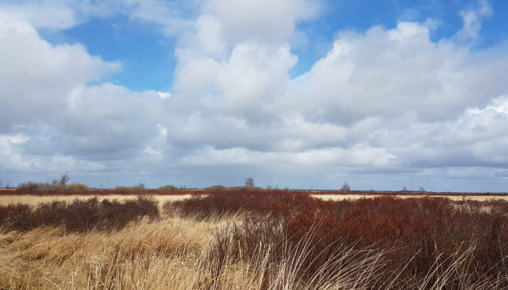 Heide